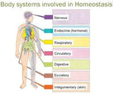 THE HUMAN BODY SYSTEMS Explained