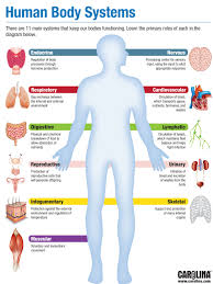 THE HUMAN BODY SYSTEMS Explained